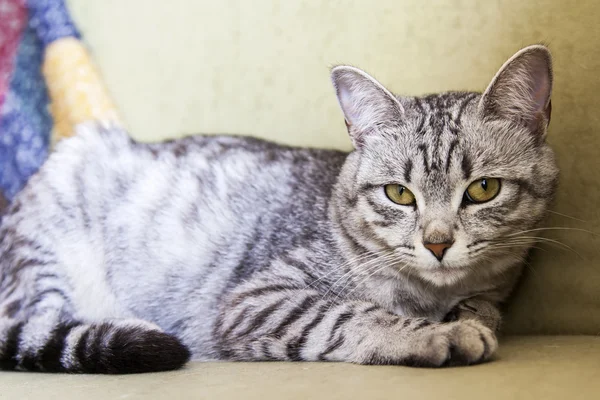 O gato cinza está em um sofá — Fotografia de Stock