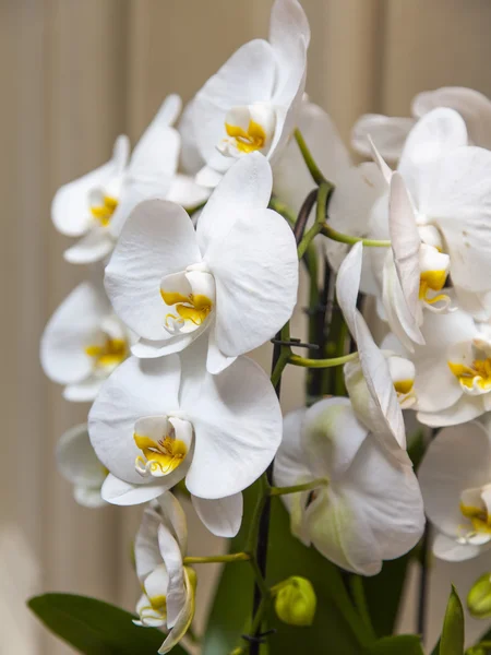 Belles orchidées blanches dans un intérieur — Photo