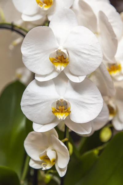 Las orquídeas hermosas blancas en el interior —  Fotos de Stock