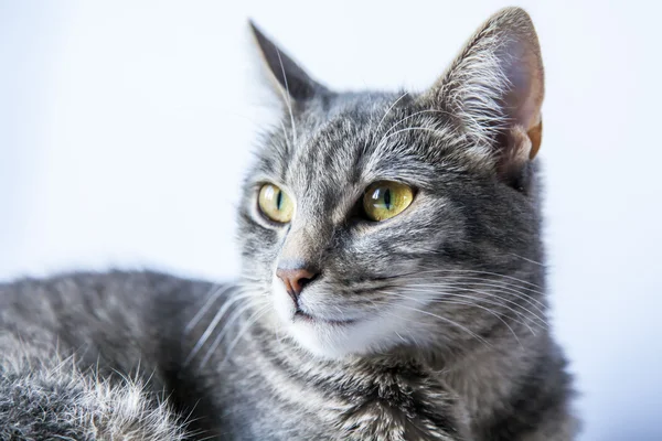 De grijze kat ligt op een bank en kijkt rond — Stockfoto