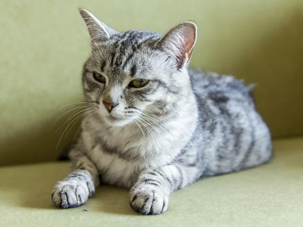 Die graue Katze liegt auf dem Sofa und schaut sich um — Stockfoto