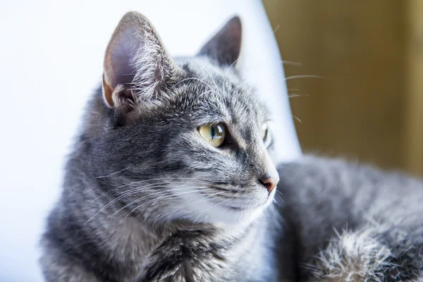 Серый кот лежит на диване и смотрит вокруг — стоковое фото