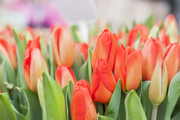 AMSTERDAM, NETHERLANDS on MARCH 31, 2016. Red Dutch tulips on a show-window of the Flower Market — Stock Photo, Image