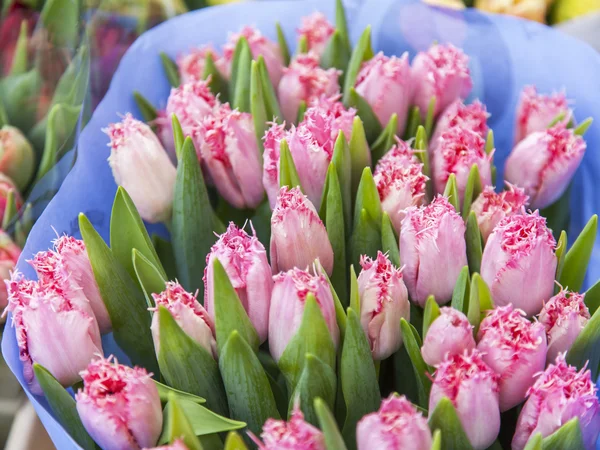 Amsterdam, Nederland op 31 maart 2016. Roze Nederlandse tulpen op een Toon-venster van de bloemenmarkt — Stockfoto