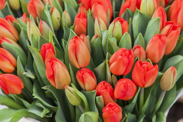 AMESTERDÃO, PAÍSES BAIXOS em 31 de março de 2016. Tulipas holandesas vermelhas em uma janela de demonstração do Mercado de Flores — Fotografia de Stock