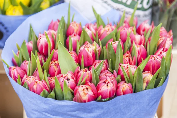 Amsterdam, Nederland op 31 maart 2016. Rode Nederlandse tulpen op een Toon-venster van de bloemenmarkt — Stockfoto