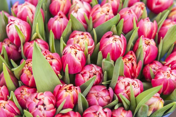 Amsterdam, Nederland op 31 maart 2016. Rode Nederlandse tulpen op een Toon-venster van de bloemenmarkt — Stockfoto