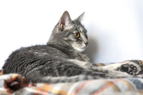 Den attraktiva gray katten ser ut — Stockfoto