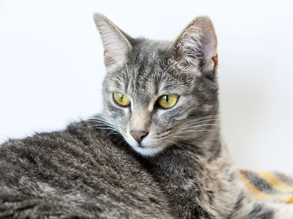 O gato cinza atraente olha em volta — Fotografia de Stock