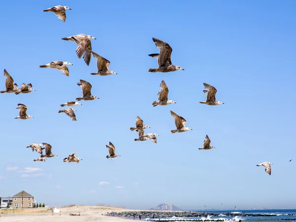 Zee landschap. De verpakking van meeuwen vliegt over de kust — Stockfoto