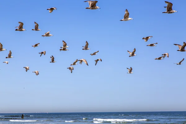 Морской пейзаж. Стая чаек летит над берегом моря — стоковое фото