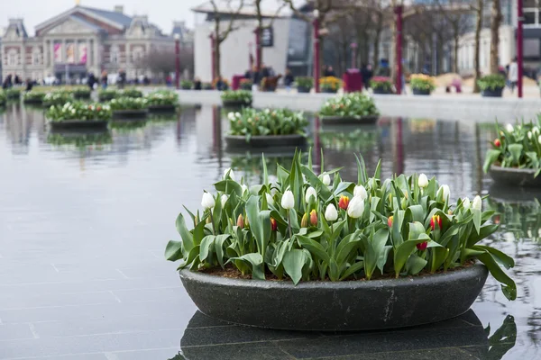 AMSTERDAM, NETHERLANDS on March 31, 2016. Вид на город. Фонтан на музейной площади украшен цветочными горшками с тюльпанами. Туристы хорошо проводят время . — стоковое фото