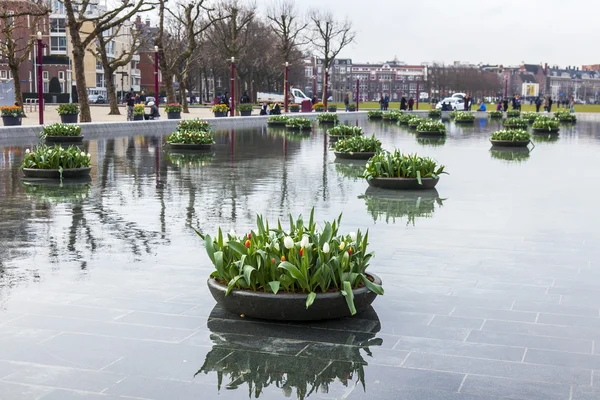 Amsterdam, Nizozemsko na 31 březnu 2016. Pohled na městskou. Kašna na náměstí zdobené květináče s tulipány. Turisté mají dobrý čas. — Stock fotografie
