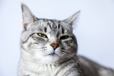 Gri kedi kanepede yatıyor ve etrafına bakıyor