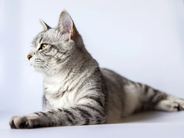 Die graue Katze liegt auf dem Sofa und schaut sich um — Stockfoto