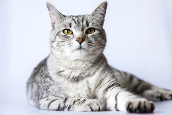 The gray cat lies on a sofa and looks around — Stock Photo, Image