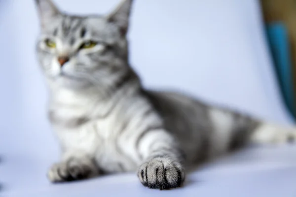 The cat lies on a sofa. Cat's paw close up — Stock Photo, Image