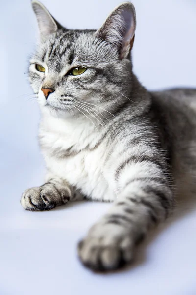 The gray cat lies on a sofa and looks around — Stock Photo, Image