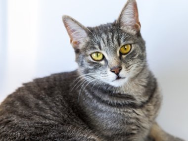 Gri kedi kanepede yatıyor ve etrafına bakıyor