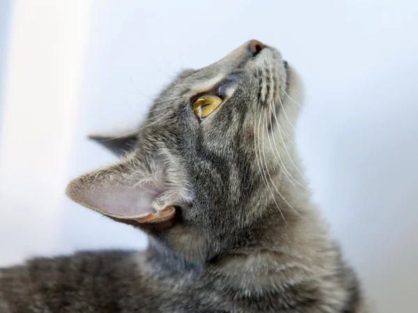 Die graue Katze liegt auf dem Sofa und schaut sich um — Stockfoto