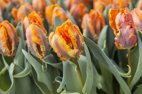 Tulipanes naranjas en el parque — Foto de Stock