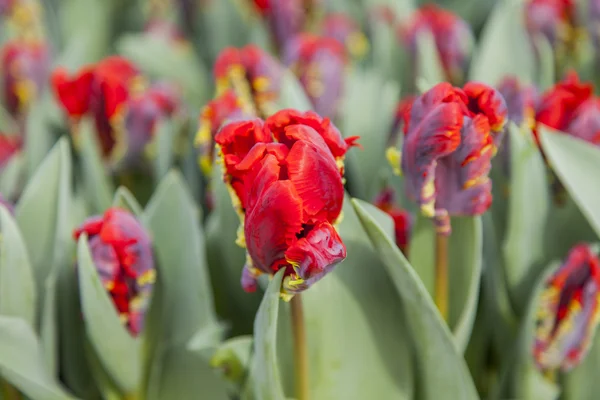 Bonitos tulipanes en el parque público —  Fotos de Stock