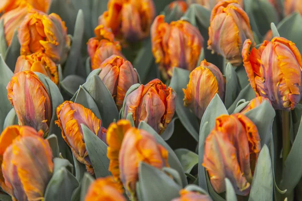 Tulipanes naranjas en el parque — Foto de Stock