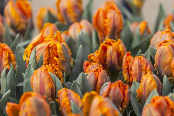 Pomerančové tulipány v parku — Stock fotografie