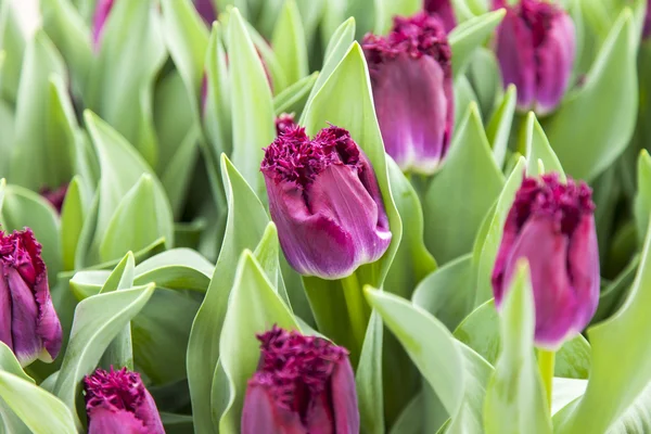 Tulipanes morados en el parque —  Fotos de Stock