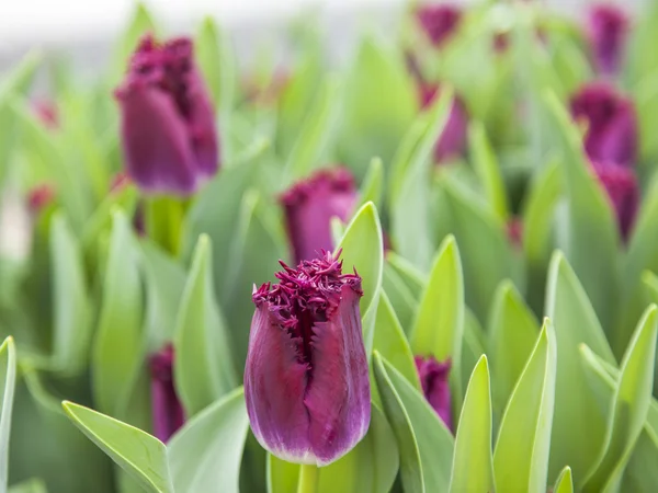 Tulipanes morados en el parque —  Fotos de Stock