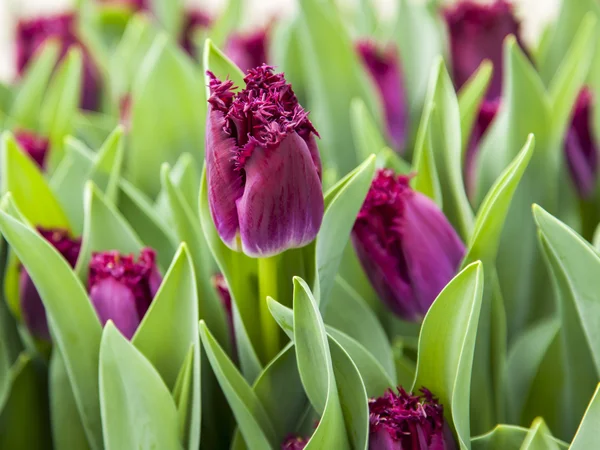 Tulipanes morados en el parque —  Fotos de Stock