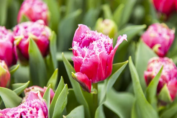 Nice tulips in the public park — Stock Photo, Image