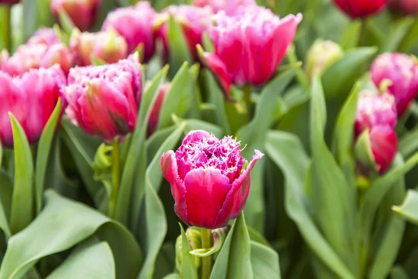 Bei tulipani nel parco pubblico — Foto Stock