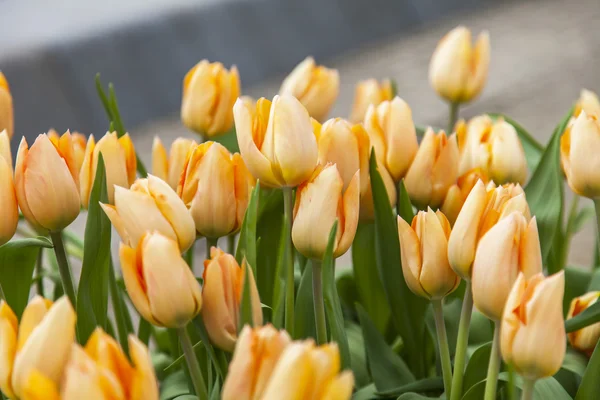 Bonitos tulipanes en el parque público — Foto de Stock