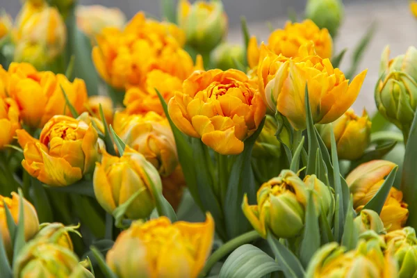 Pěkný tulipány v parku — Stock fotografie