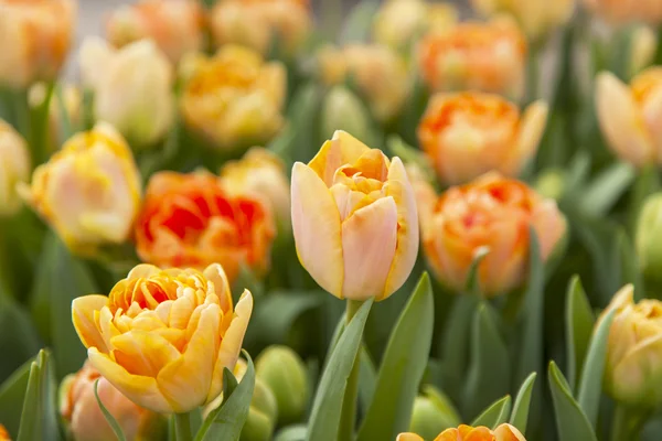 Pomerančové tulipány v parku — Stock fotografie