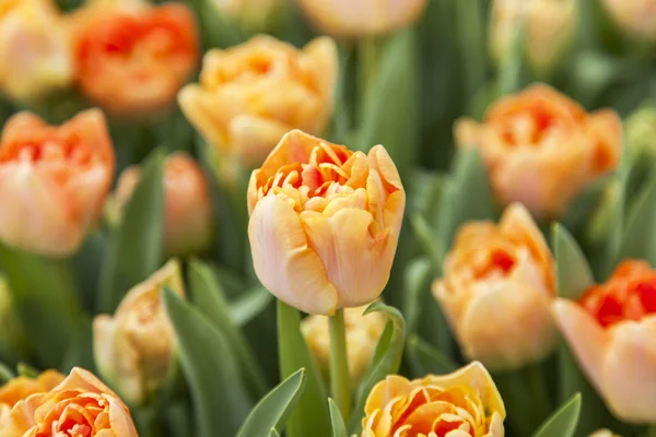 Orange tulips in the park — Stock Photo, Image