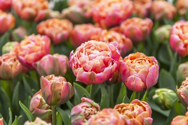 Nice tulips in the public park — Stock Photo, Image