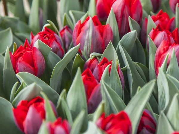 Tulipas agradáveis no parque público — Fotografia de Stock