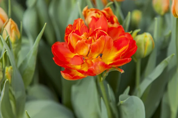 Tulipas agradáveis no parque público — Fotografia de Stock