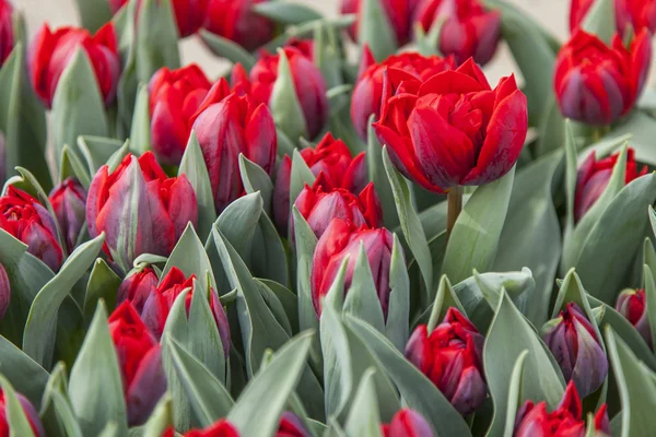 Bonitos tulipanes en el parque público —  Fotos de Stock