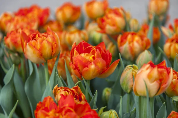 Belles tulipes dans le parc public — Photo