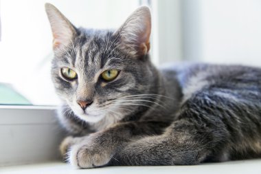 Etrafına bakıyor güzel Gri kedi