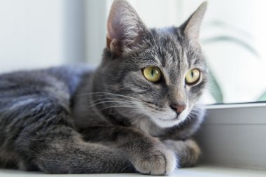 Etrafına bakıyor güzel Gri kedi