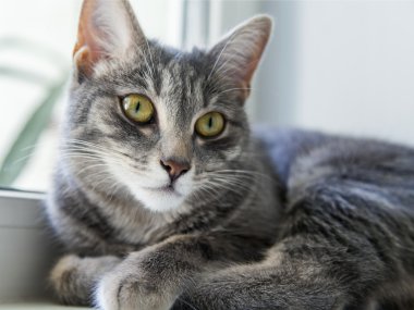 Etrafına bakıyor güzel Gri kedi