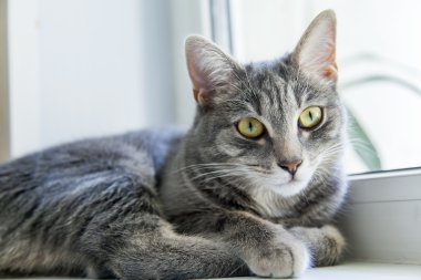 Etrafına bakıyor güzel Gri kedi