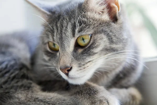The nice gray cat looks around — Stock Photo, Image
