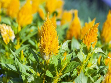 Bir yatakta Şehir Parkı içinde süs bitkileri