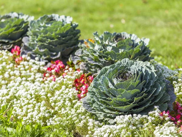 Decorative cabbage on a bed in city park — Stock Photo, Image