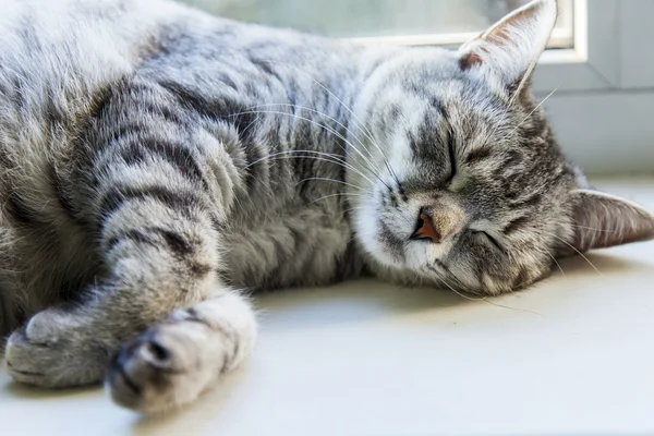 El lindo gato gris duerme en la ventana. — Foto de Stock